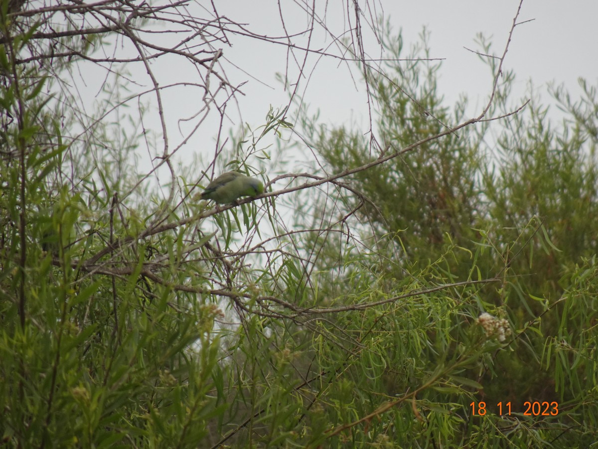 Pacific Parrotlet - ML623484180