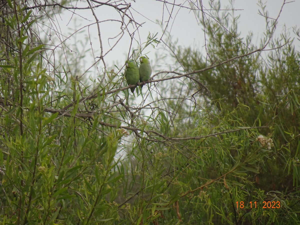 Pacific Parrotlet - ML623484181