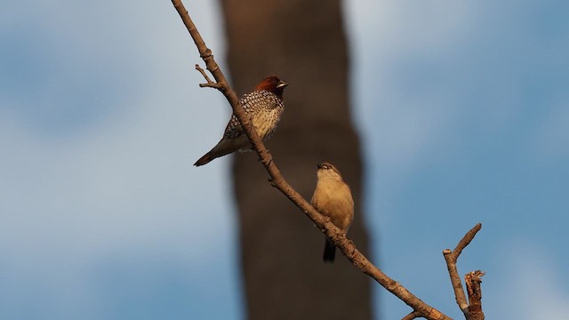 Pin-tailed Whydah - ML623484222
