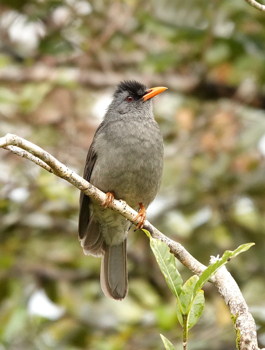 Bulbul de Maurice - ML623484227