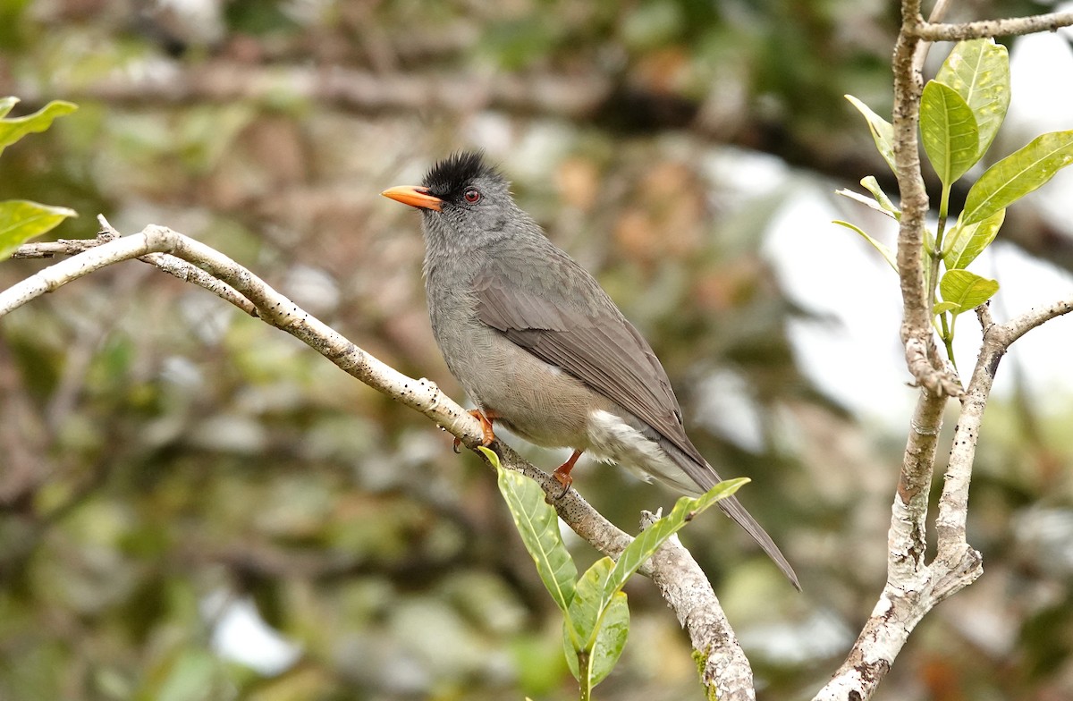 Bulbul de Maurice - ML623484238