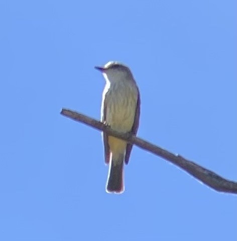 Vermilion Flycatcher - ML623484249