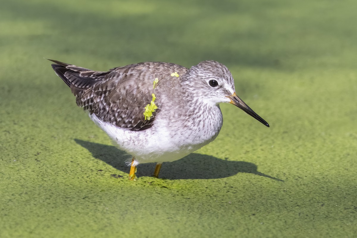 Lesser Yellowlegs - ML623484304