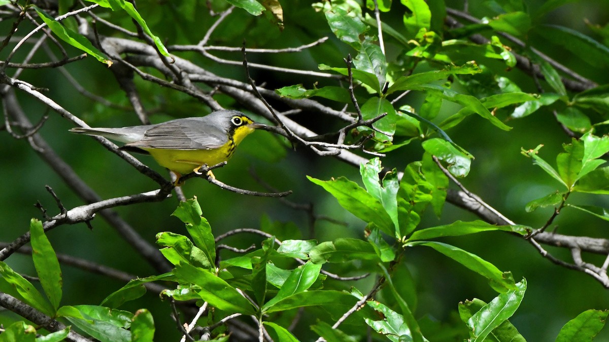 Canada Warbler - ML623484316