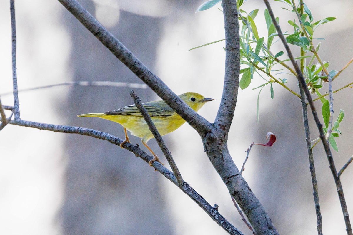 Yellow Warbler - Kenny Younger