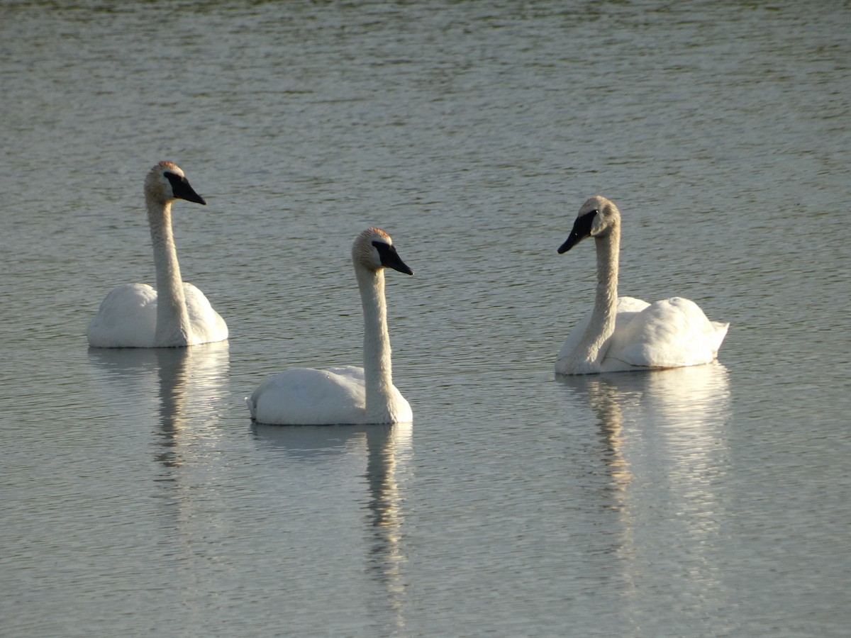 Trumpeter Swan - ML623484361