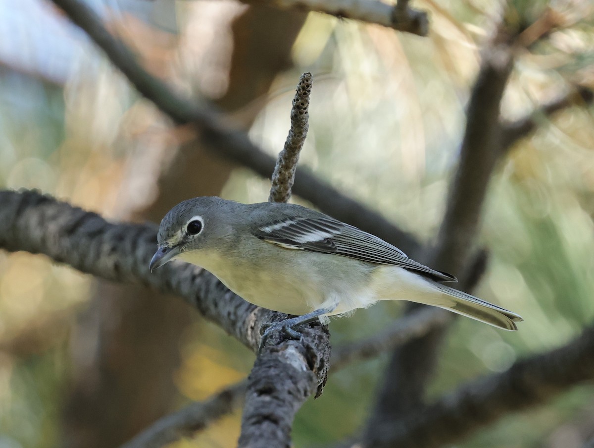 Cassin's Vireo - ML623484368