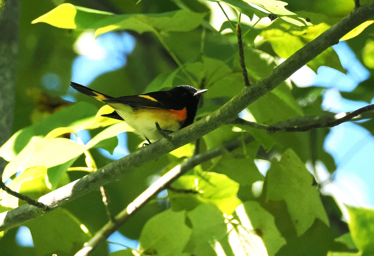 American Redstart - ML623484380
