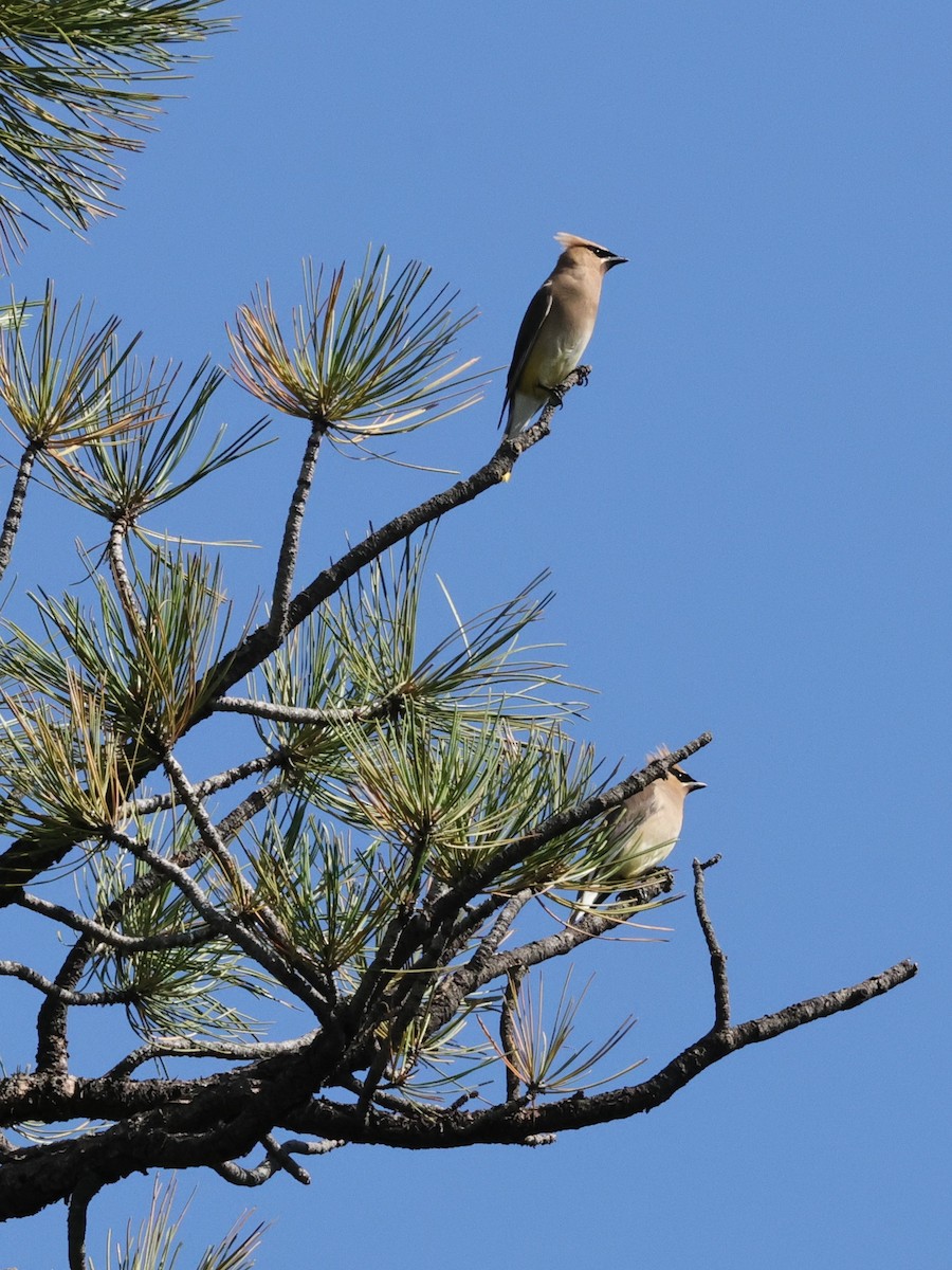 Cedar Waxwing - ML623484384