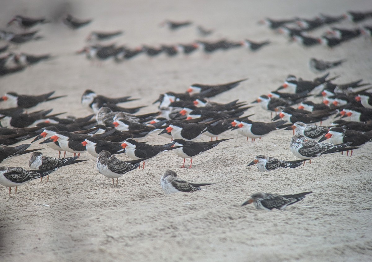 Black Skimmer - ML623484434