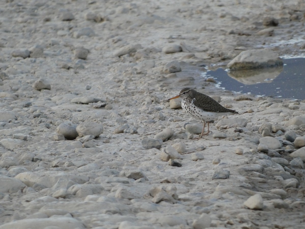 Spotted Sandpiper - Heather Kangas