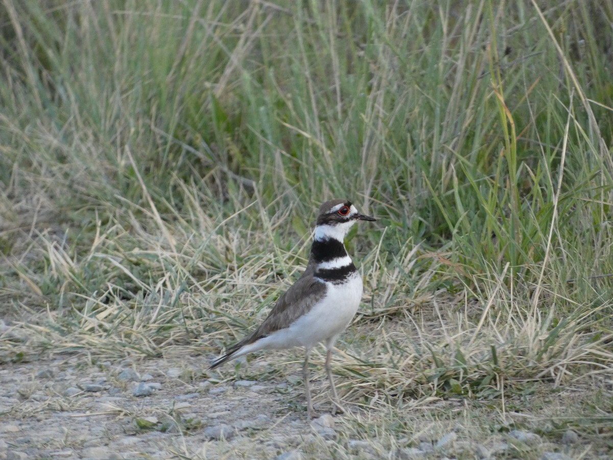 Killdeer - ML623484497