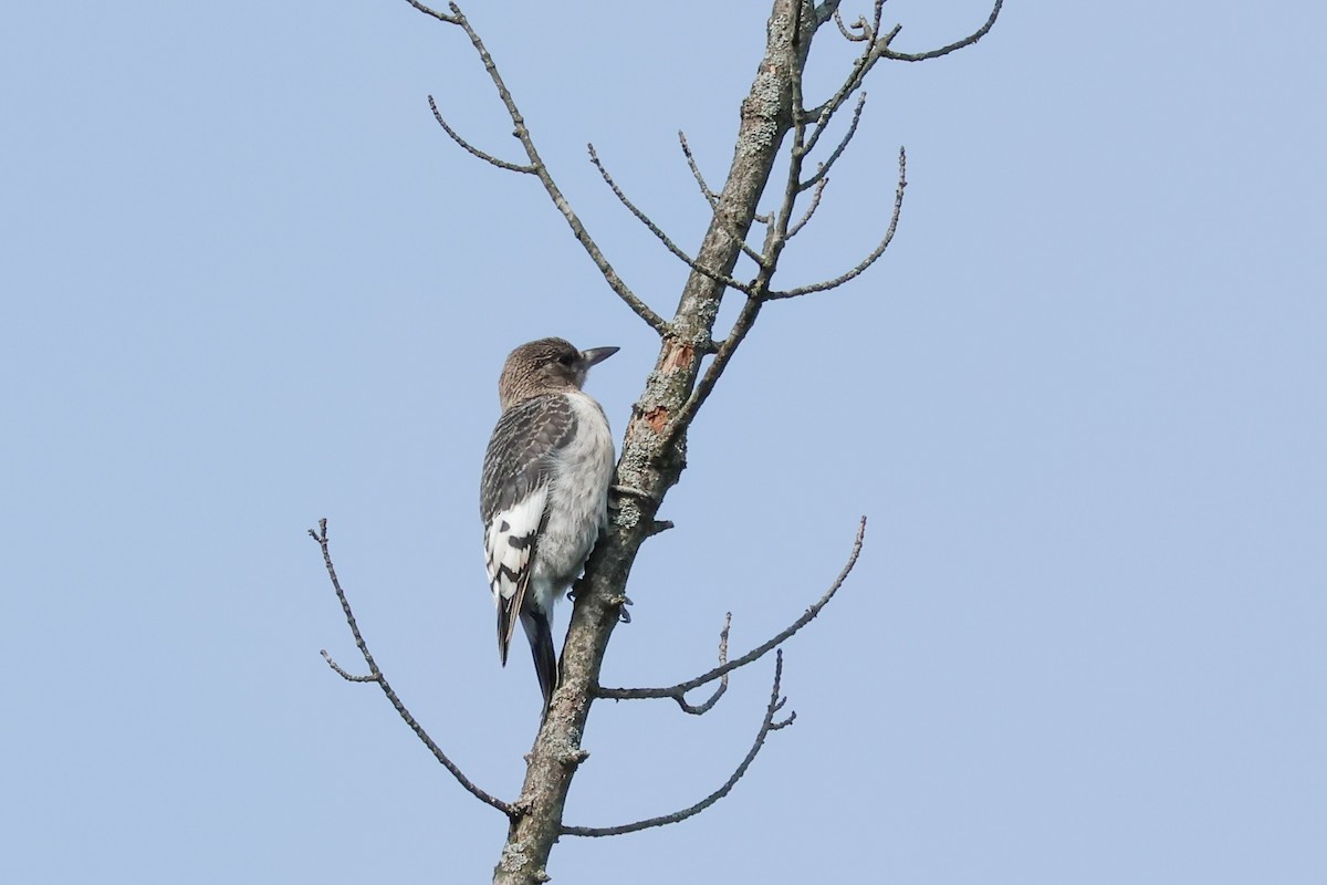 Red-headed Woodpecker - ML623484521