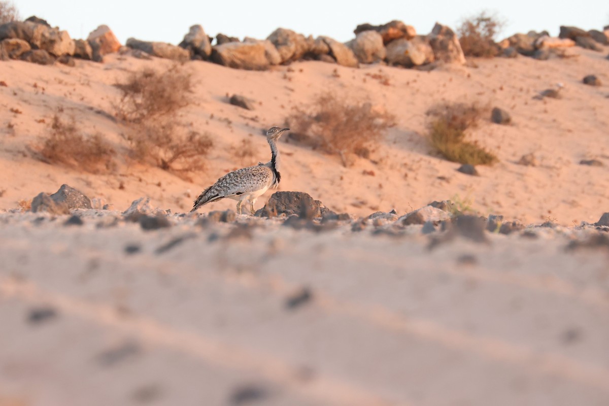 Houbara basoiloa (Kanariar uharteetakoa) - ML623484547