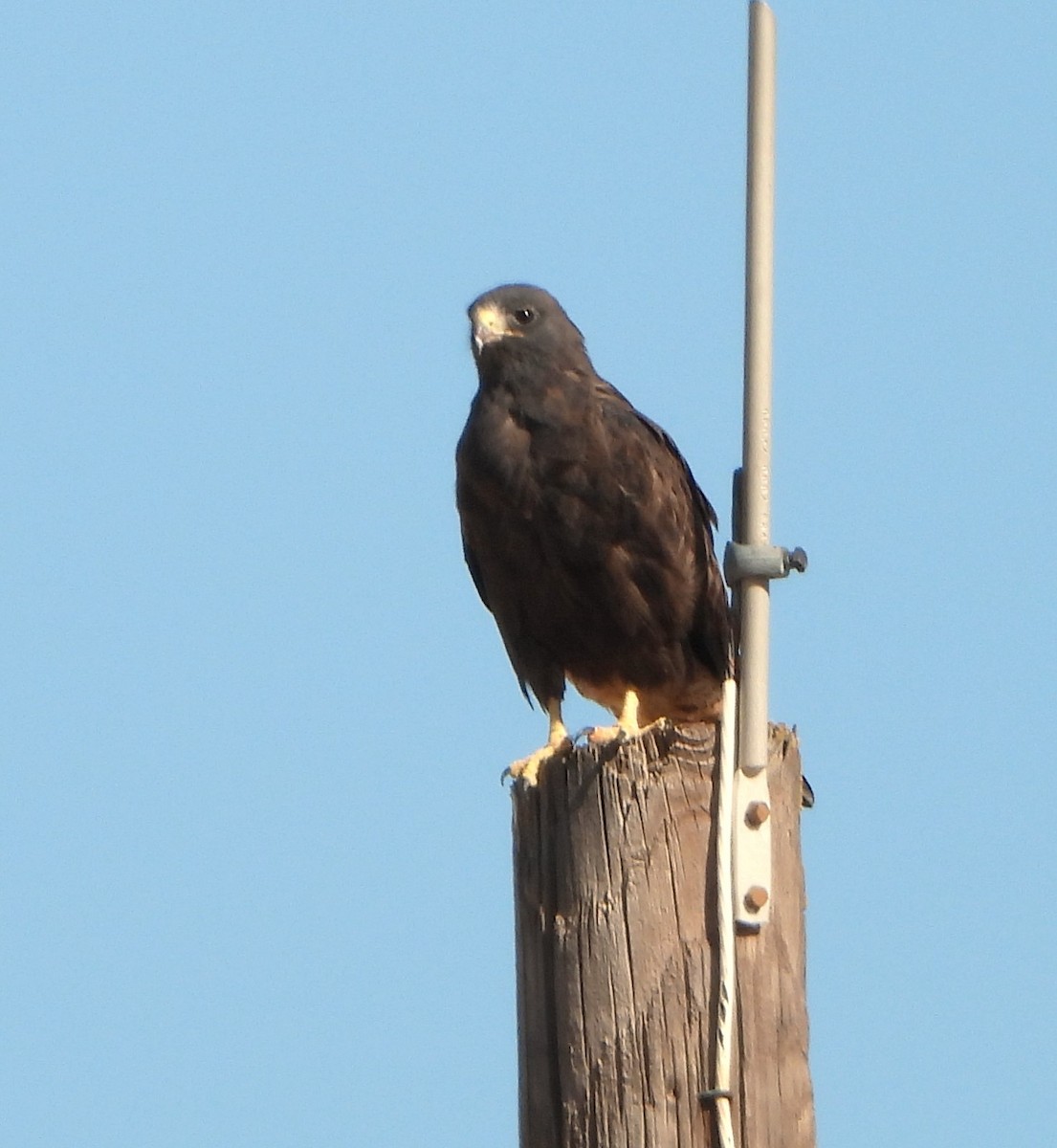 Swainson's Hawk - ML623484558