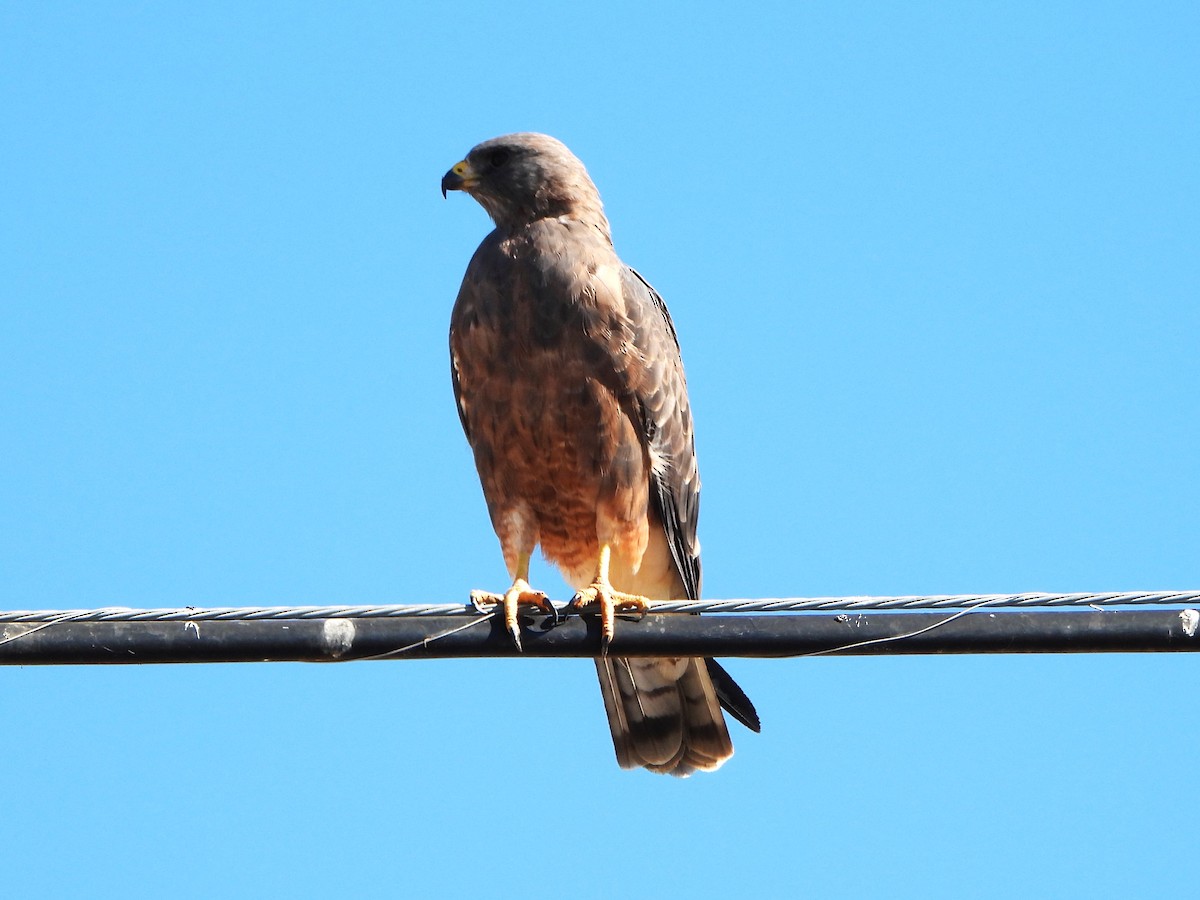 Swainson's Hawk - ML623484559