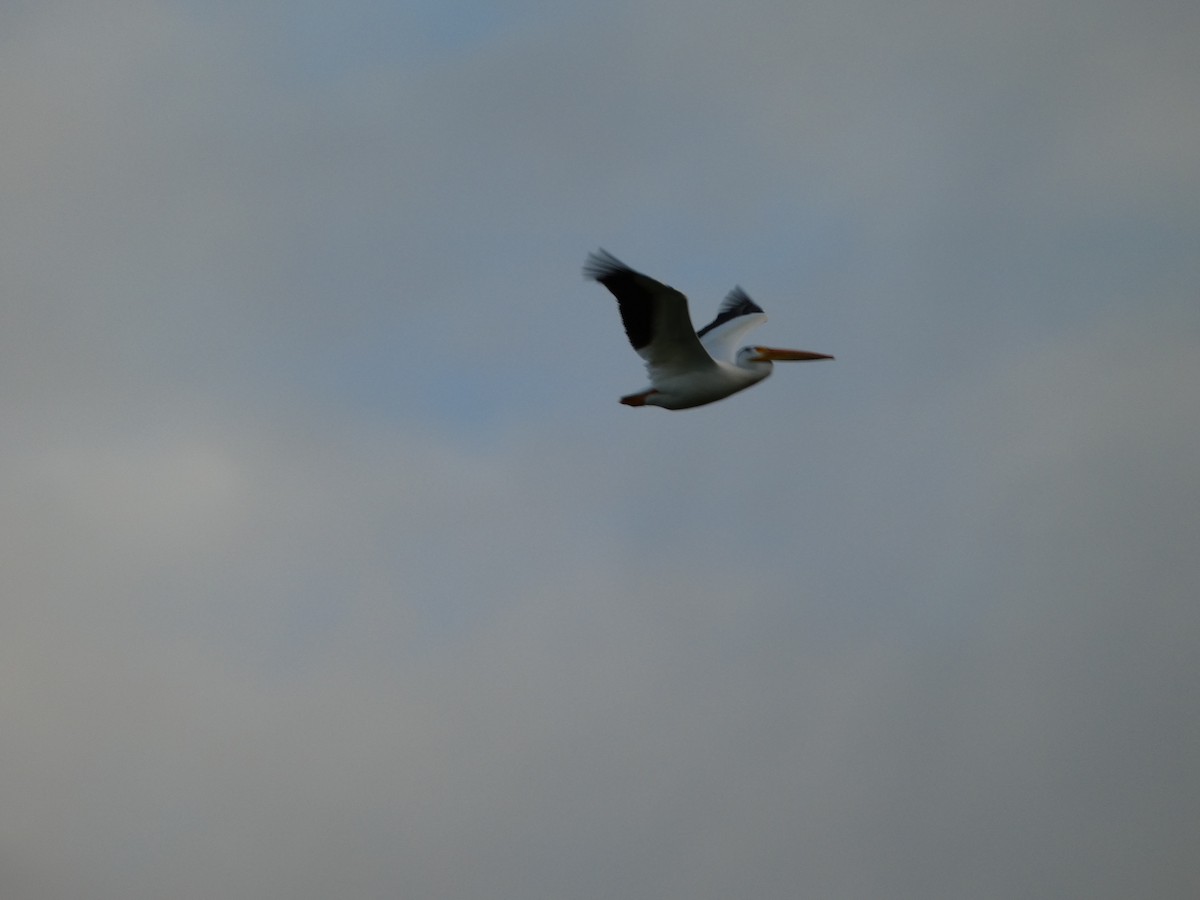 American White Pelican - ML623484585