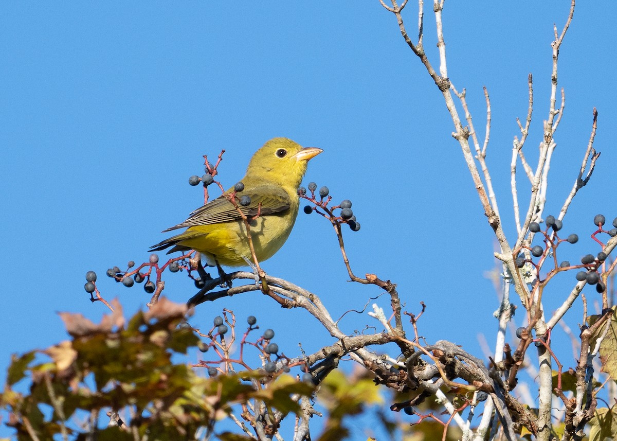 Scarlet Tanager - ML623484601