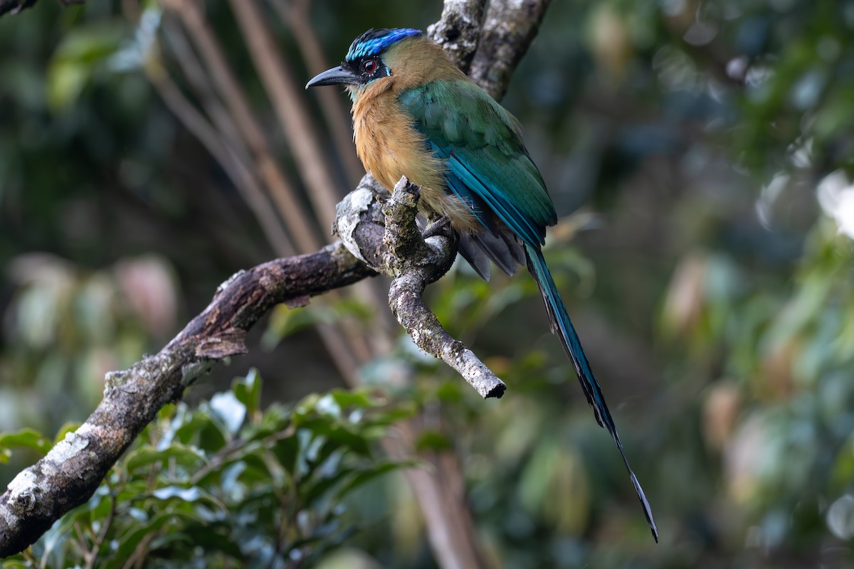 Lesson's Motmot - ML623484604