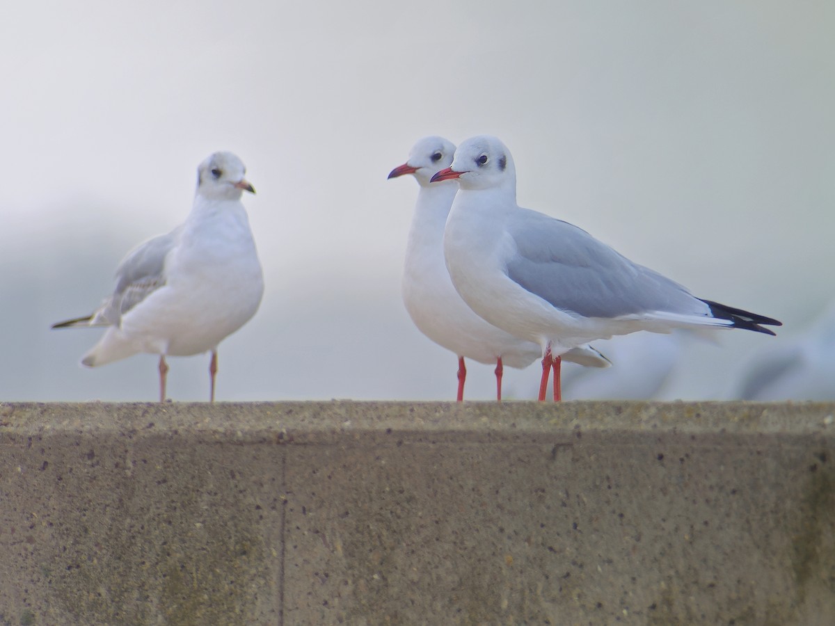 Black-headed Gull - Tom Lowe