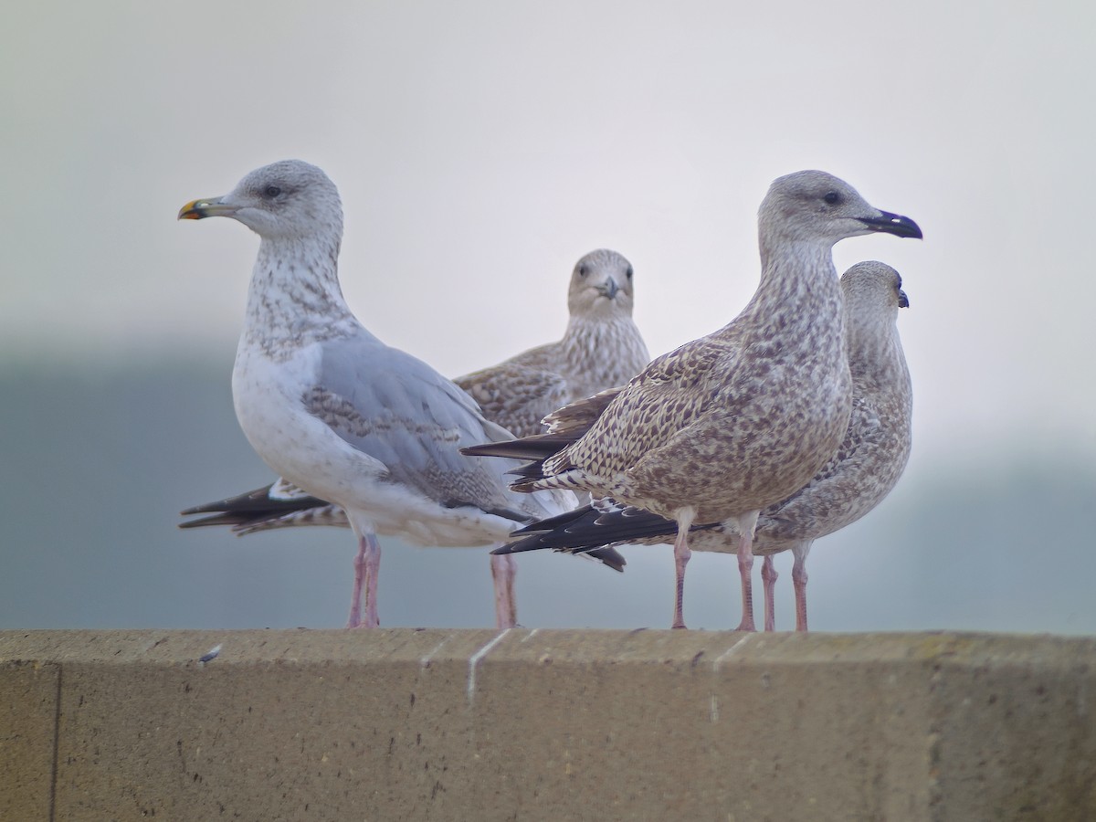 Silbermöwe (argentatus/argenteus) - ML623484637