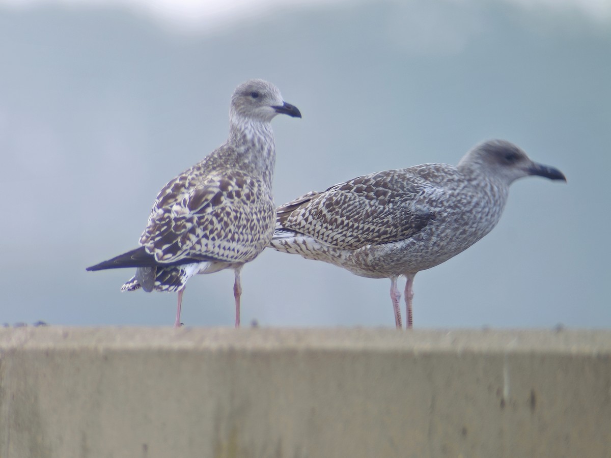 Silbermöwe (argentatus/argenteus) - ML623484638