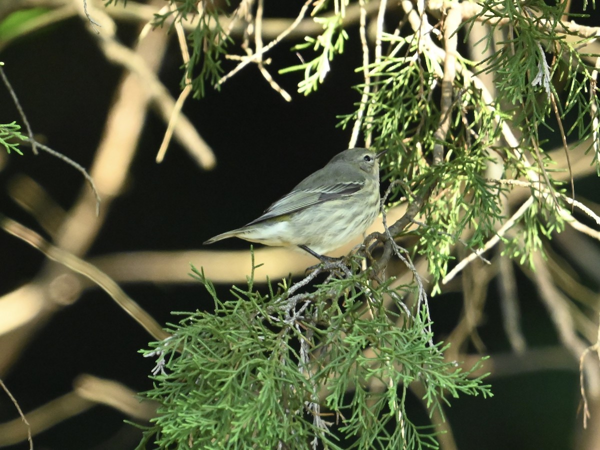 Cape May Warbler - ML623484652