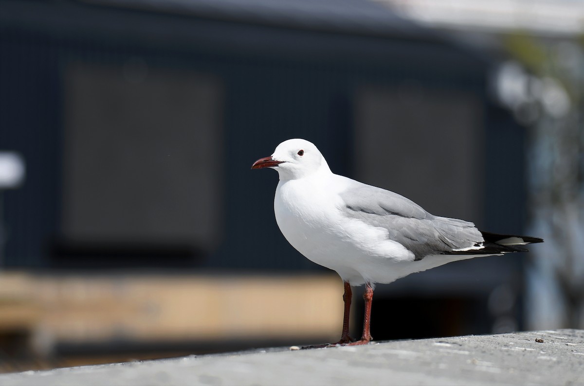 Hartlaub's Gull - ML623484660