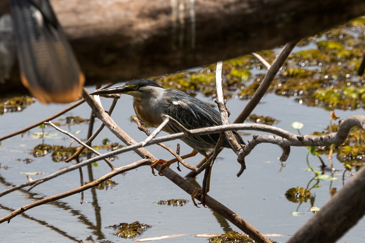 Striated Heron (South American) - ML623484675