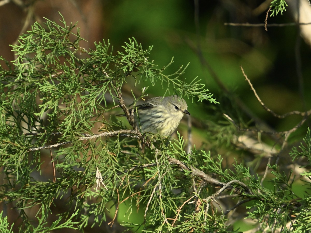 Cape May Warbler - ML623484678