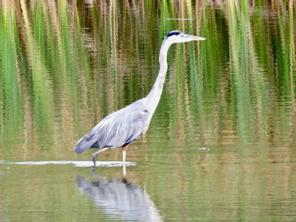 Great Blue Heron - Wendy Harte