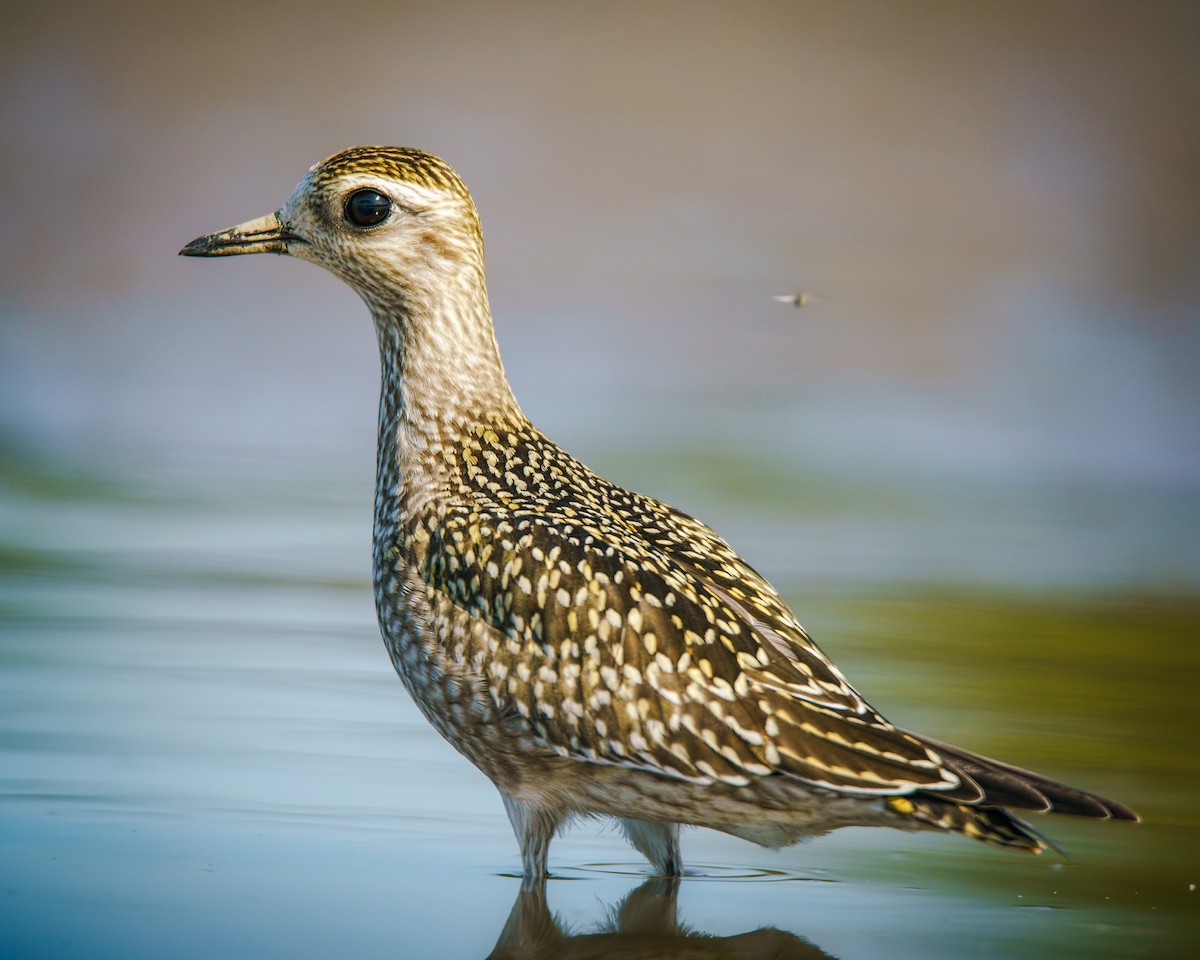 American Golden-Plover - ML623484754