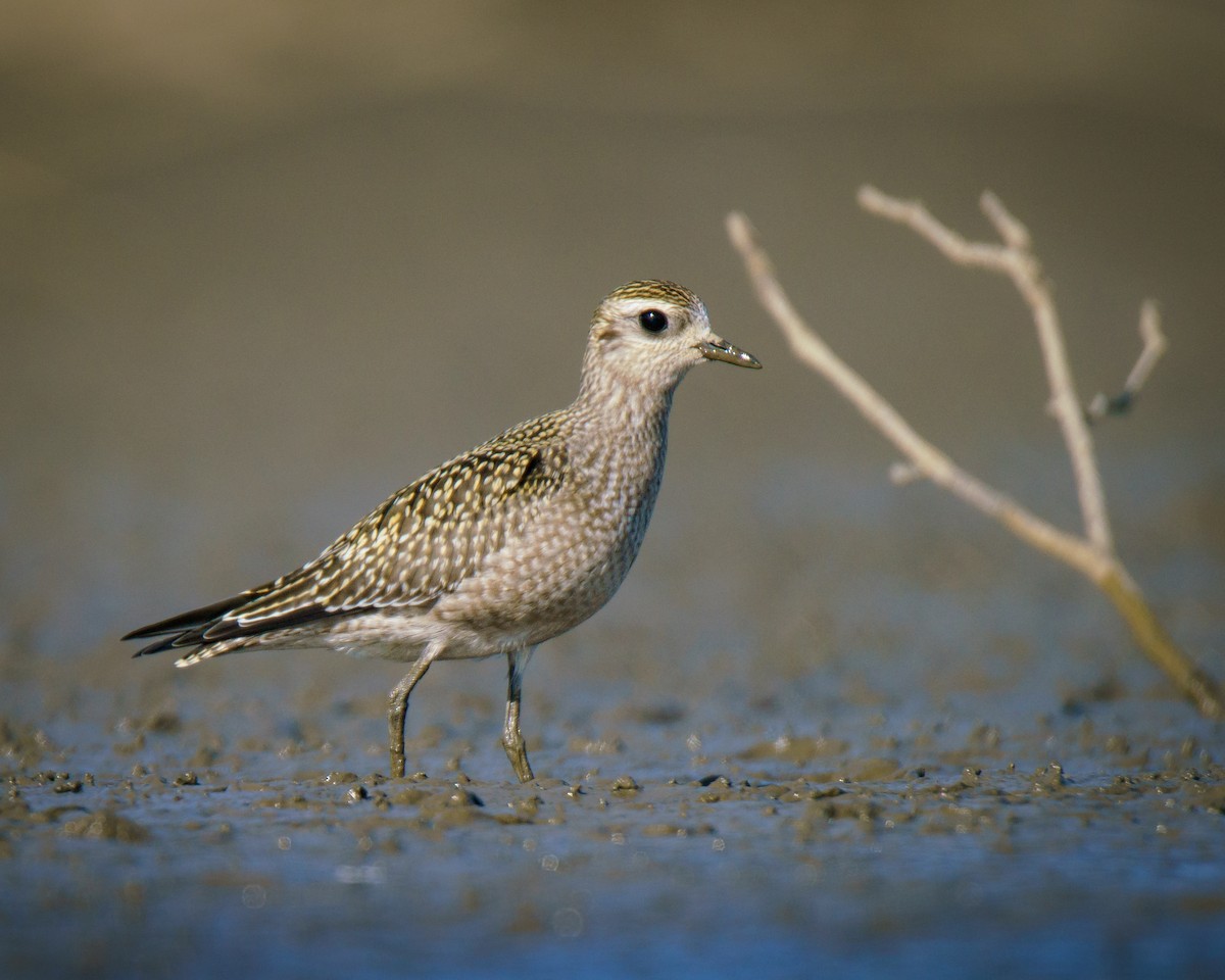 American Golden-Plover - ML623484755