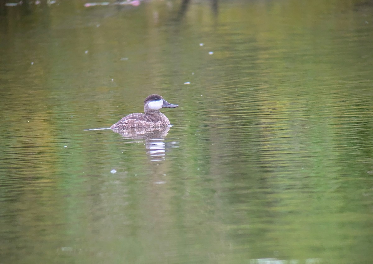 Ruddy Duck - ML623484774