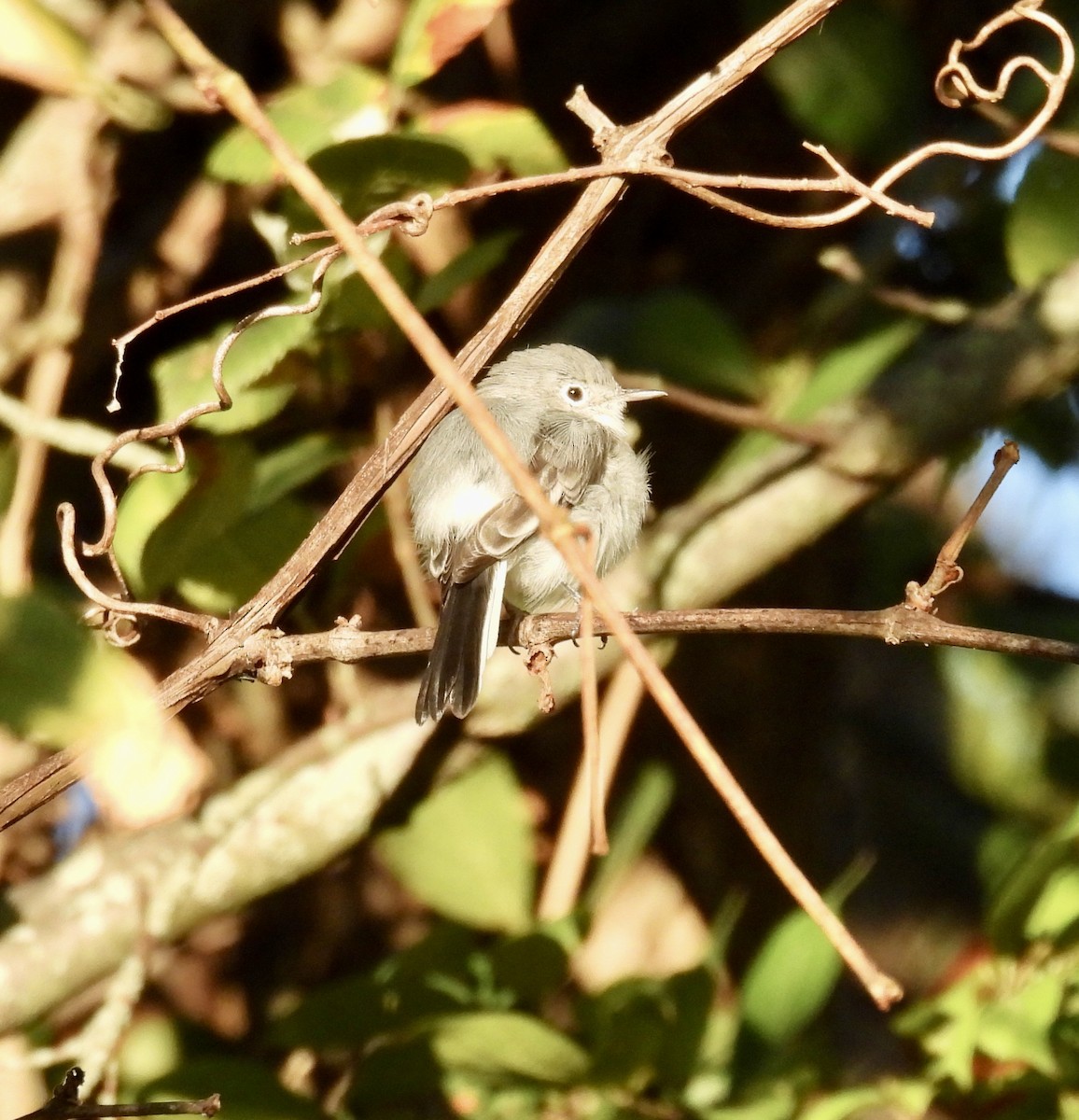 Blue-gray Gnatcatcher - Tracy Wiczer