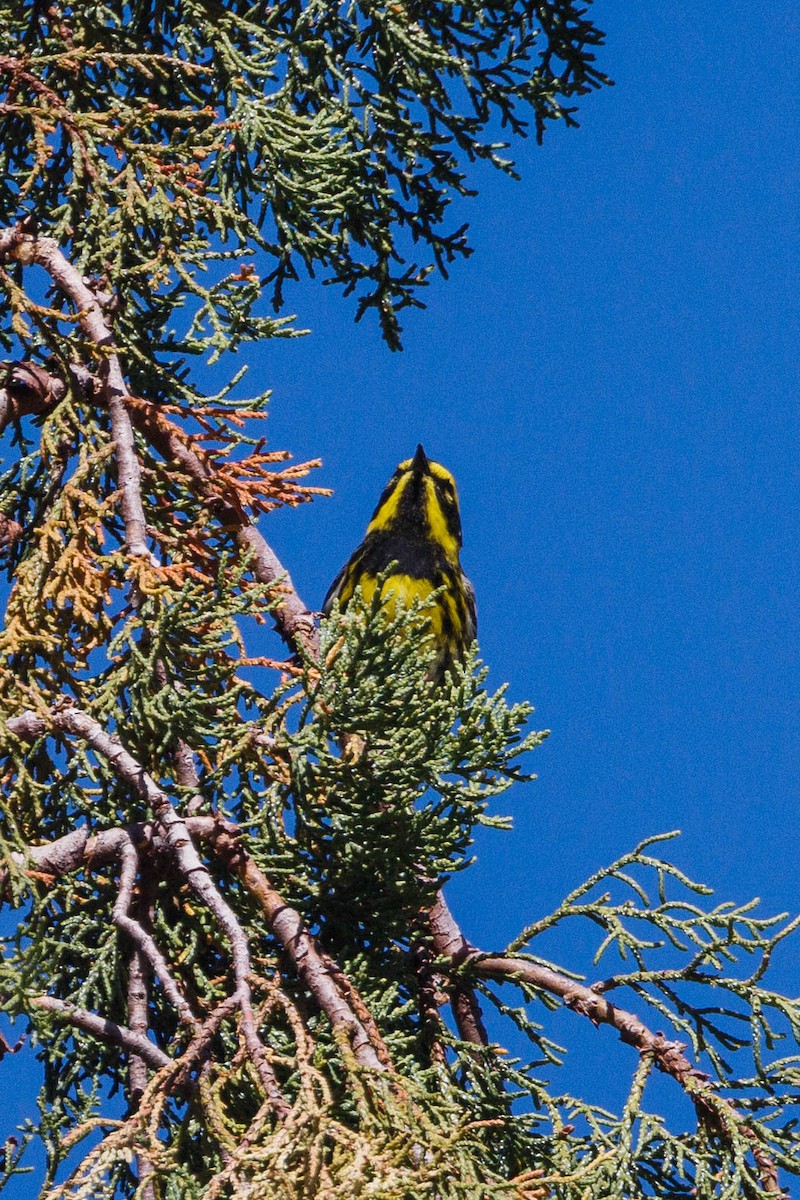 Townsend's Warbler - ML623484835