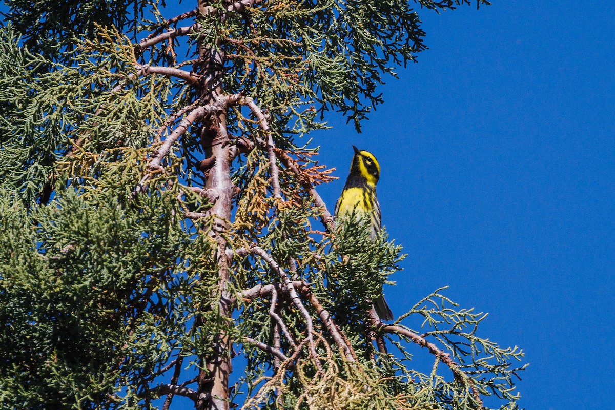 Townsend's Warbler - ML623484836