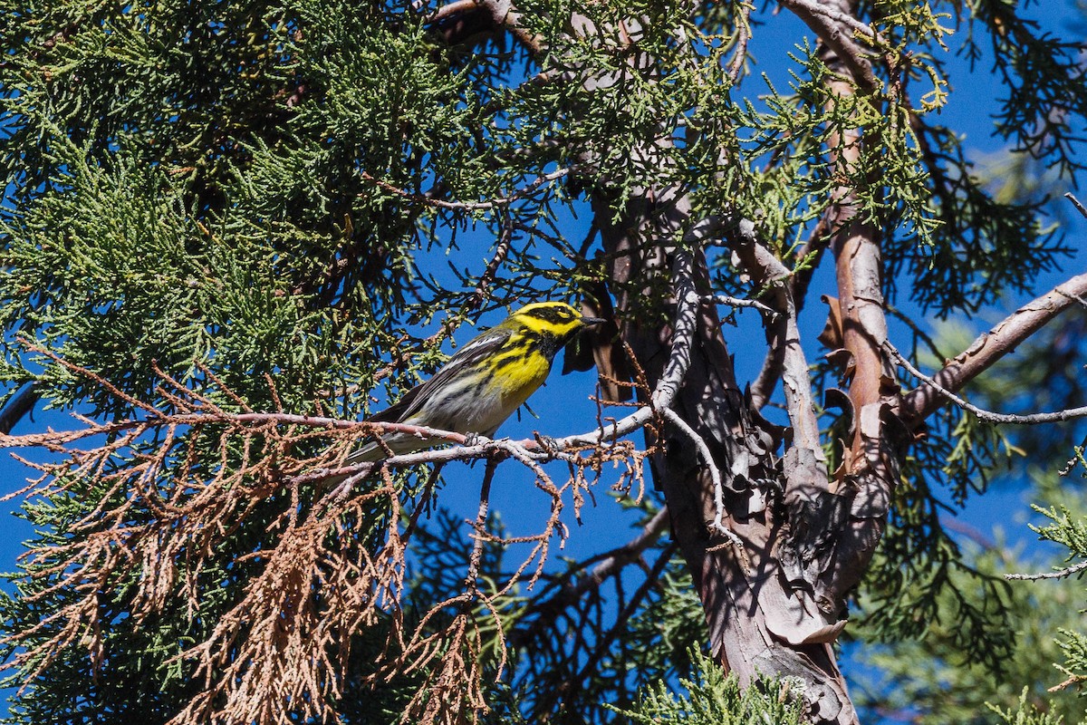 Townsend's Warbler - ML623484837