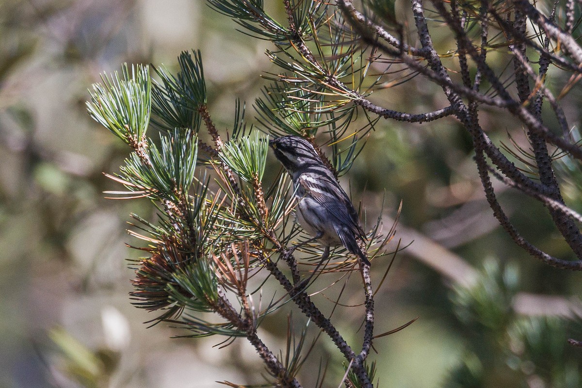 Black-throated Gray Warbler - ML623484841