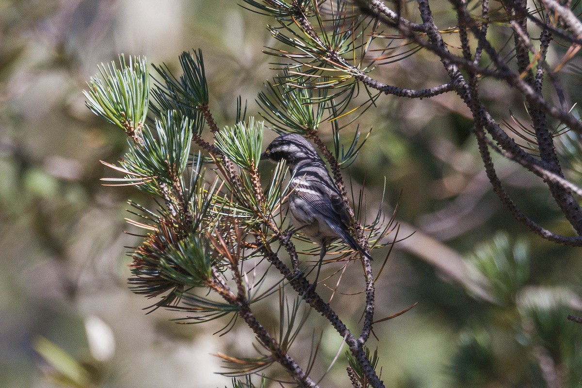 Black-throated Gray Warbler - ML623484842