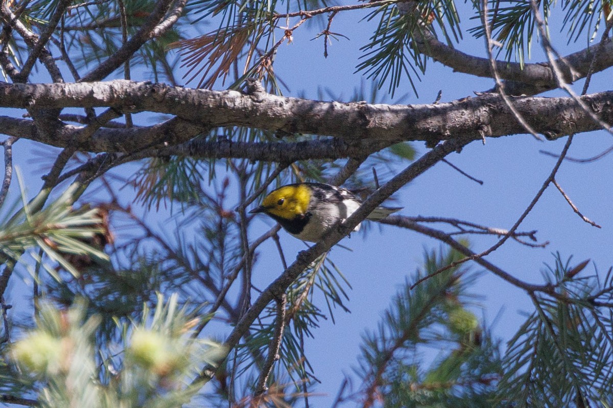 Hermit Warbler - ML623484850