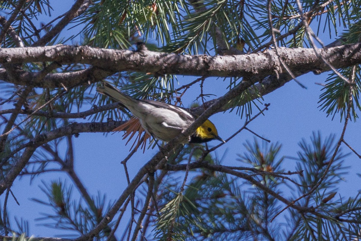 Hermit Warbler - ML623484851