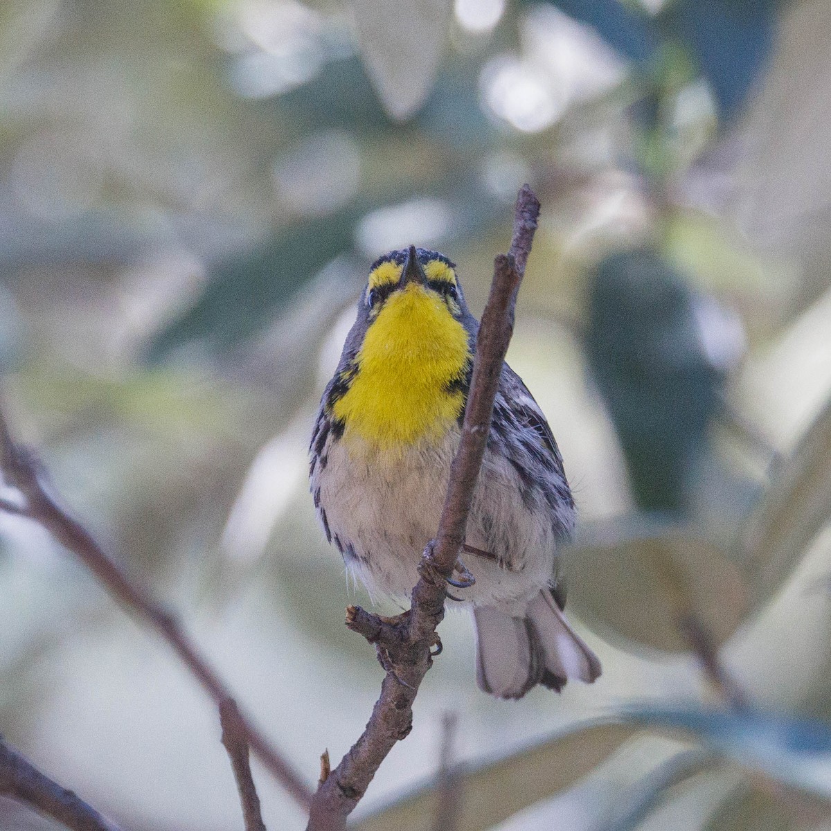 Grace's Warbler - ML623484856