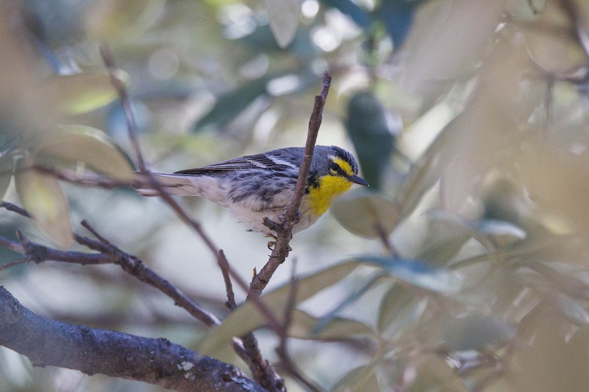 Grace's Warbler - Kenny Younger