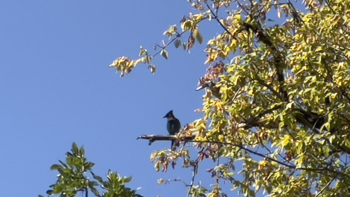 Steller's Jay - ML623484858