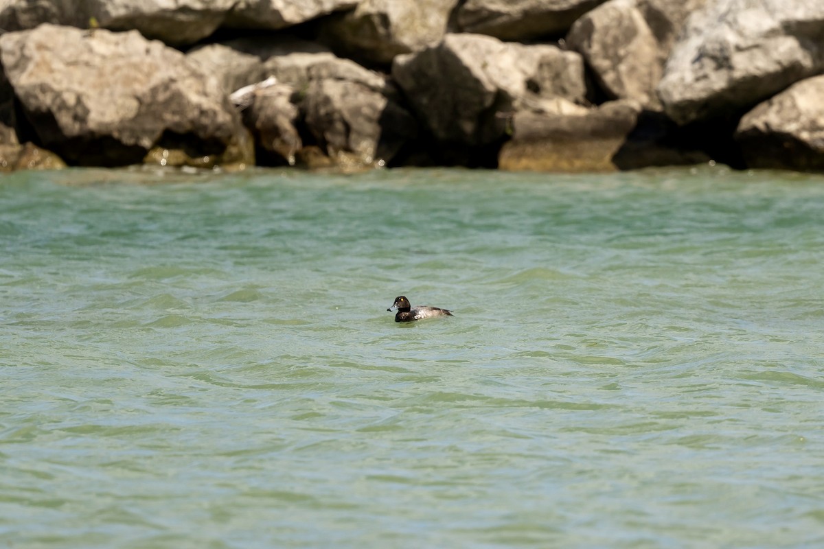 Greater Scaup - ML623484909