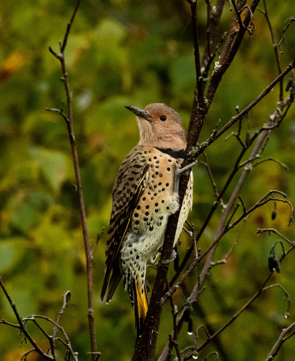 Northern Flicker - ML623484910