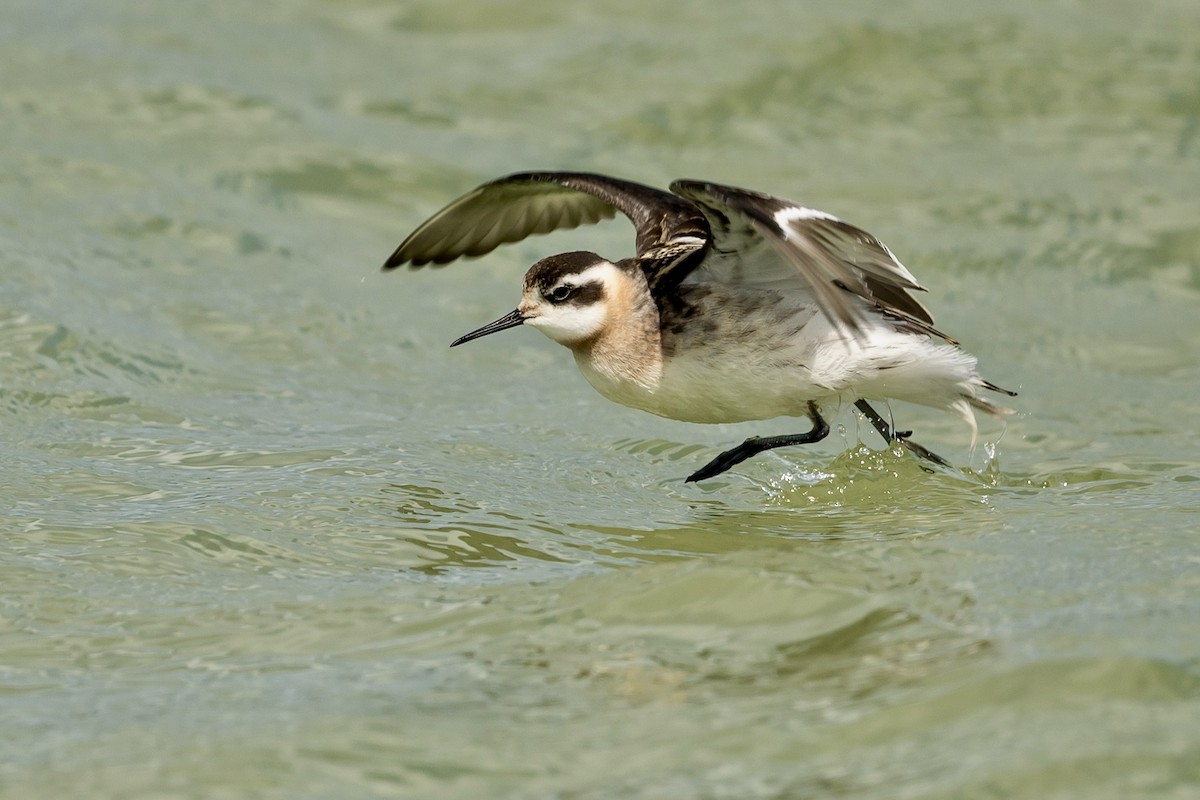 Red-necked Phalarope - Bill Massaro