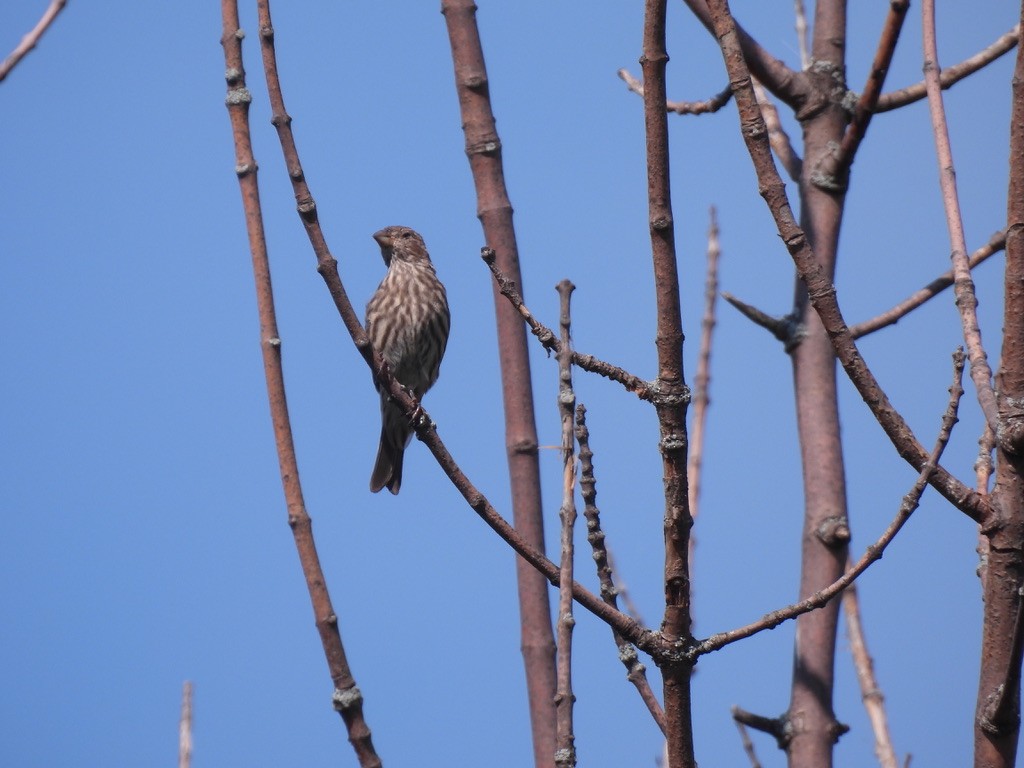 House Finch - ML623484923