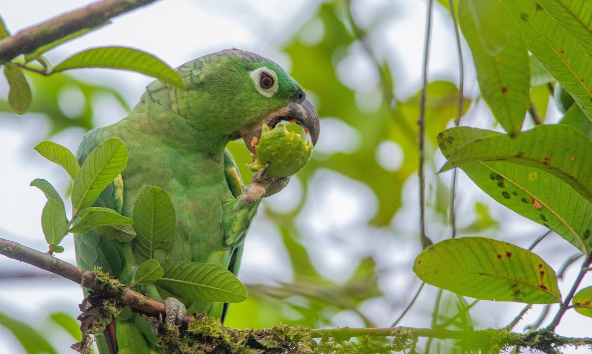 Mealy Parrot - ML623484927